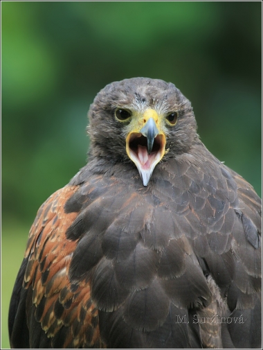 <p>KÁNĚ HARRISOVA (Parabuteo unicinctus) /Common buzzard - Mäusebussard/</p>